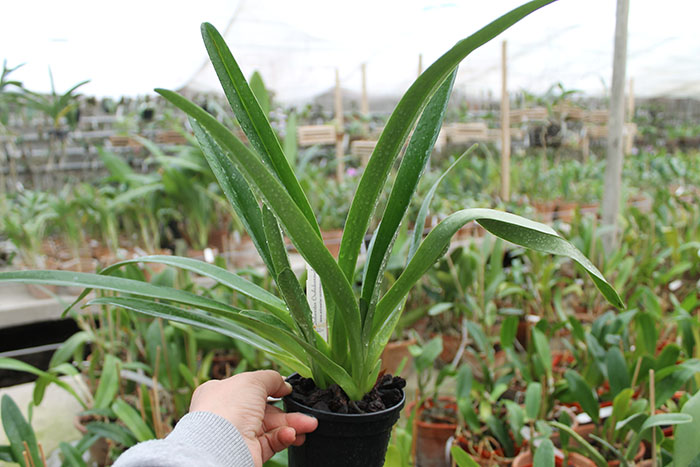 Paphiopedilum Berenice (lowii x philippinense).jpg