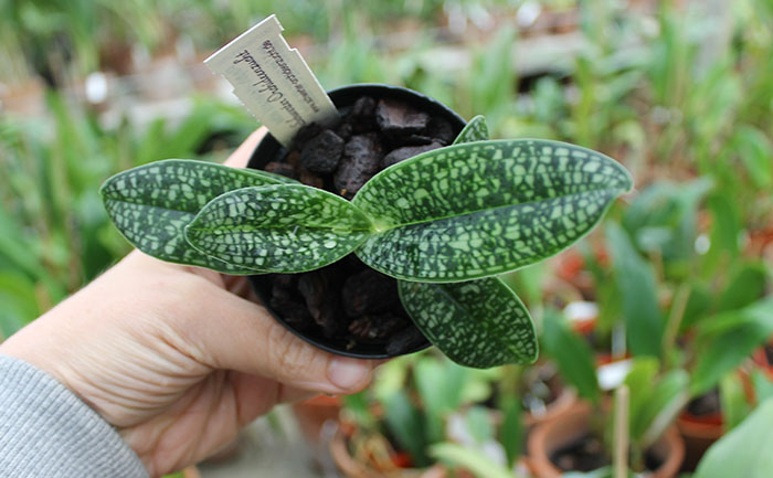 Paphiopedilum delenatii alba.jpg