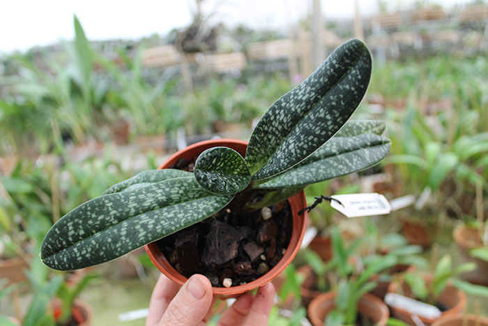 Paphiopedilum Magic Lantern (micranthum x delenatii).jpg