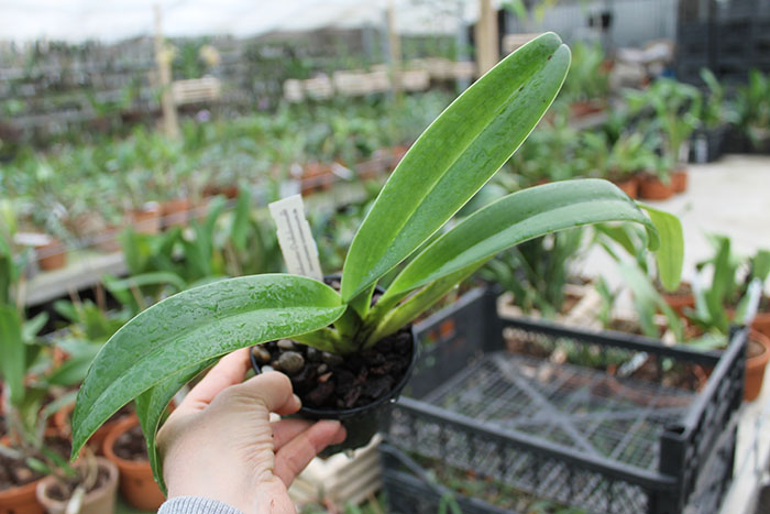 Paphiopedilum parishii.jpg
