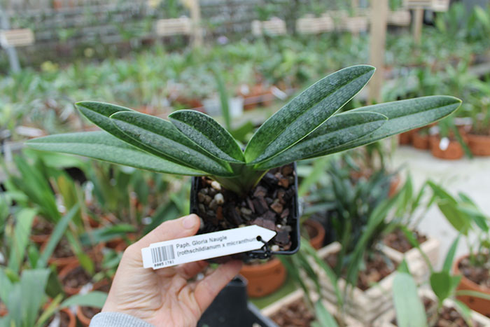 Paphiopedilum Gloria Naugle (rothschildianum x micranthum).jpg