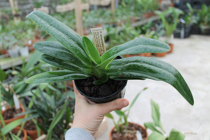 Paphiopedilum rothschildianum x hangianum.jpg