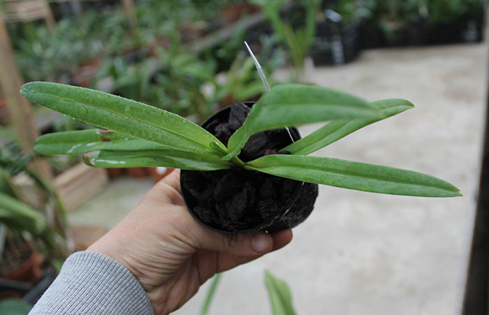 Paphiopedilum esquirolei alba 'Jade' x esquirolei alba.jpg