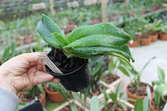Paphiopedilum emersonii.jpg