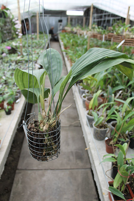 Stanhopea wardii.jpg