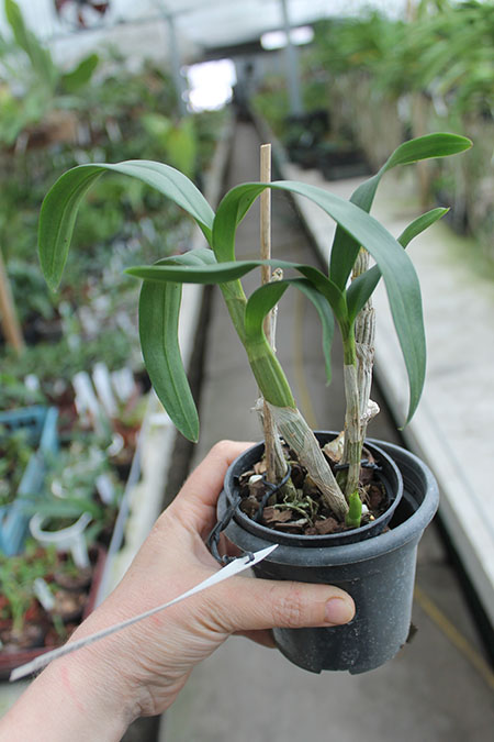 Dendrobium Chao Praya Gem.jpg