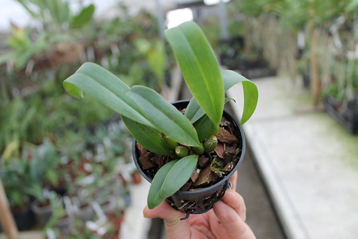 Bulbophyllum phalaenopsis x lobbii.jpg