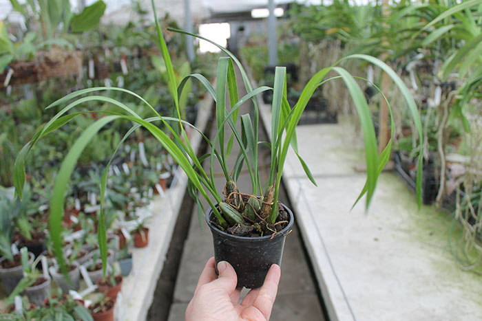 Maxillaria chrysantha.jpg