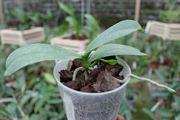 Phalaenopsis Yaphon Goodboy x Ld's Bear Queen.jpg