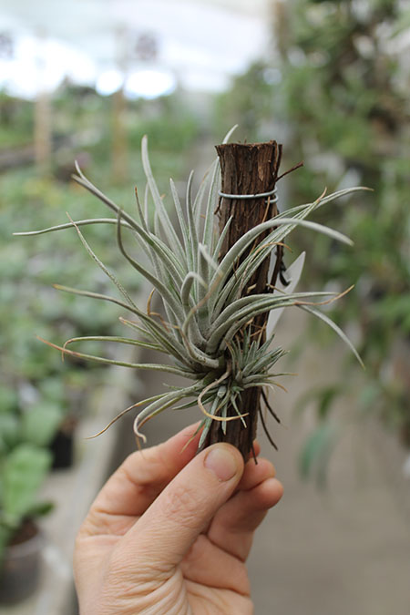 Tillandsia utriculata var prengelii.jpg