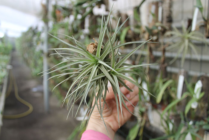 Tillandsia stricta 'Pink Bronze'.jpg