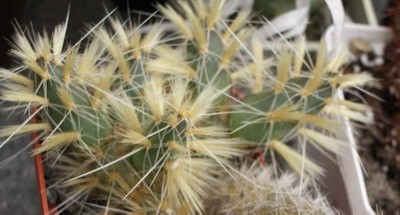 зимостойкая опунция, цветущая в наших широтах. Пока мне негде<br />было с ней экспериментировать, но с этого лета она поселится у меня на<br />альпийской горке - помотрим :).