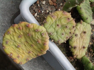 зимостойкая опунция, цветущая в наших широтах. Пока мне негде<br />было с ней экспериментировать, но с этого лета она поселится у меня на<br />альпийской горке - помотрим :).