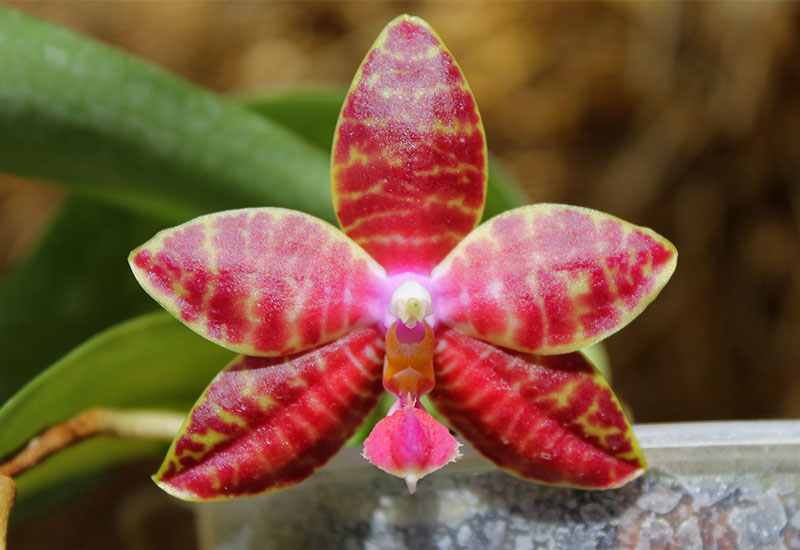 Phalaenopsis lueddemanniana x amboinensis.jpg