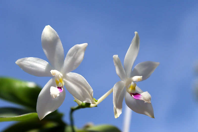 Phalaenopsis speciosa.jpg