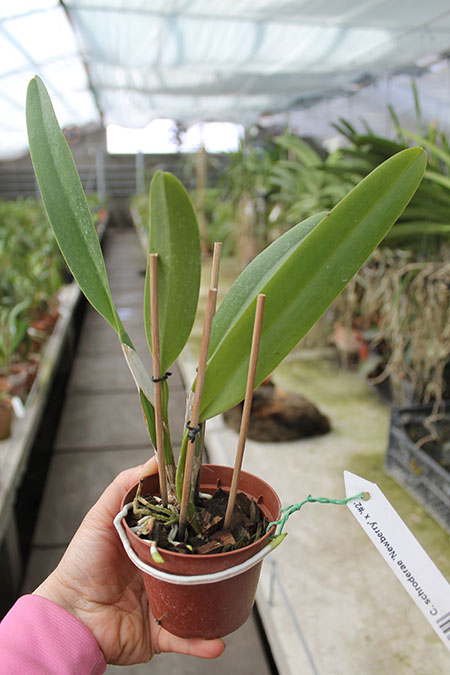 Cattleya schroderae 'Newberry' x '#2'.jpg