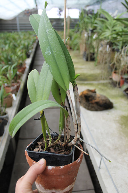 Cattleya schroederae albescens x Cattleya schroederae alba.jpg
