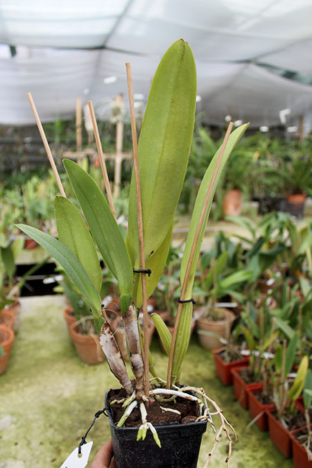 Cattleya mossiae amoena.jpg