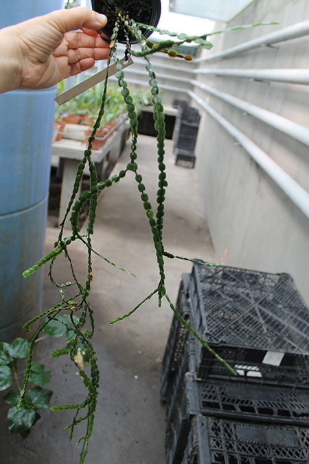Lycopodium nummularifolium.jpg
