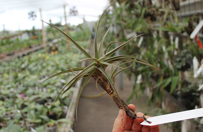 Tillandsia Peru Inca Gold.jpg