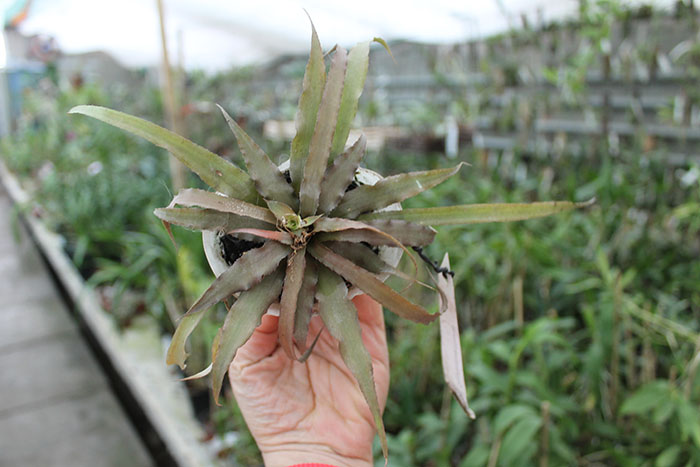 Cryptanthus roseus.jpg