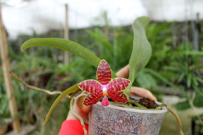 Phalaenopsis lueddemanniana x amboinensis.jpg