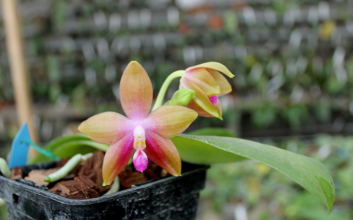 Phalaenopsis KS Happy Eagle #3 x bellina blue.jpg