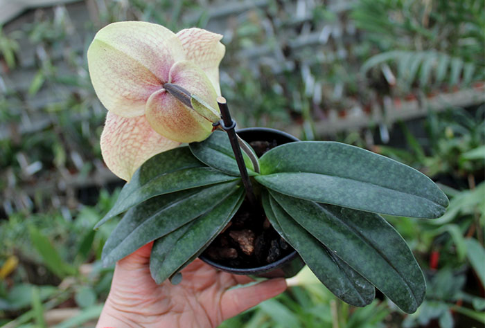 Paphiopedilum hangianum x bellatulum.jpg