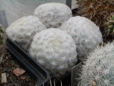Mammillaria plumosa