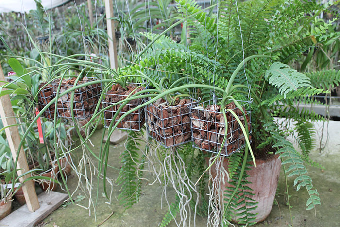 Paraphalaenopsis labukensis x Vanda denisoniana.jpg