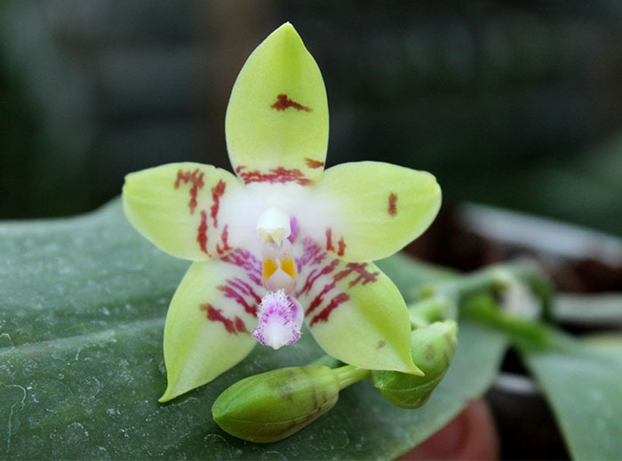 Phalaenopsis Jennifer Palermo (C1 type) x Phalaenopsis LD's Bear Queen.jpg