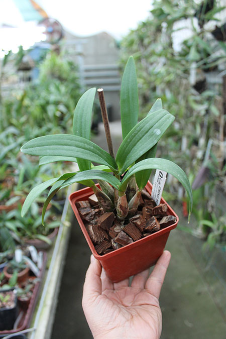Dendrobium Enobi Purple 'Splash'.jpg