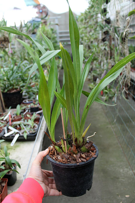 Grammatocymbidium Lovely Melody 'HK'.jpg