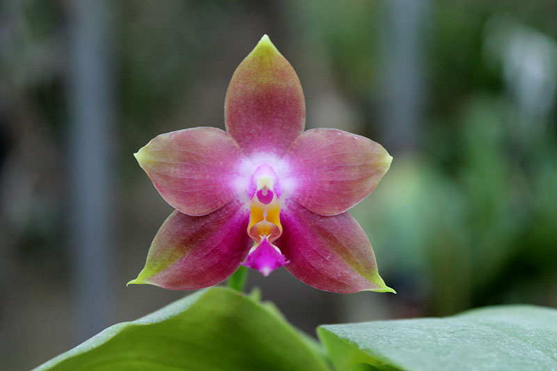 Phalaenopsis Penang Girl.jpg