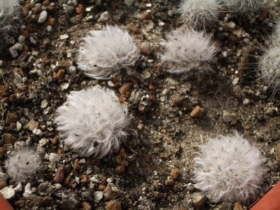 Mammillaria bocasana v. multilanata - тоже пушистик, но с<br />центральной крючковатой коричневой колючкой. Да и цветки немного более<br />кремовые. А есть форма с насыщенно-розовыми цветками (и у меня есть<br />:)).