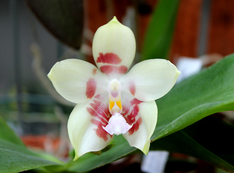 Phalaenopsis Yaphon Green Canary x tetraspis C#1.jpg