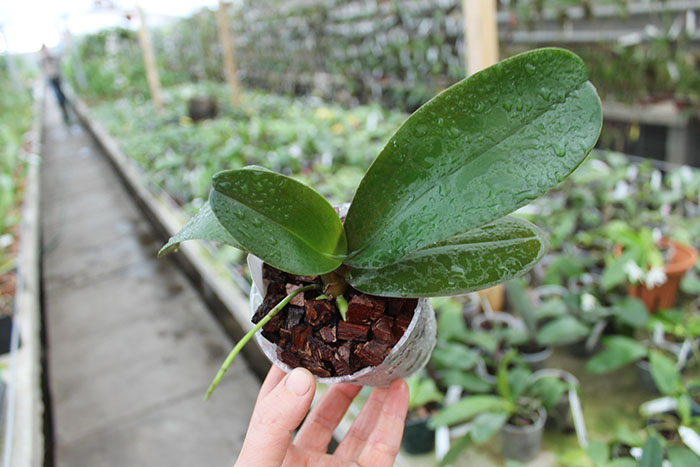 Phalaenopsis stuartiana x equestris.jpg