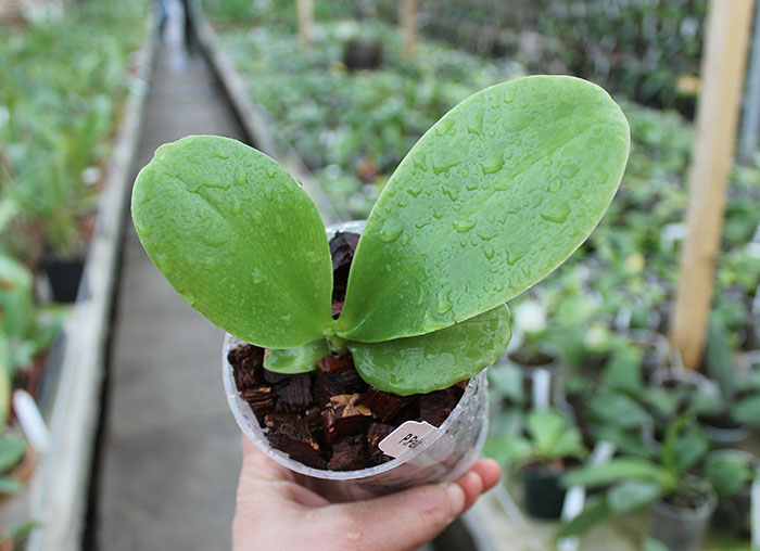 Phalaenopsis Palace Reef.jpg