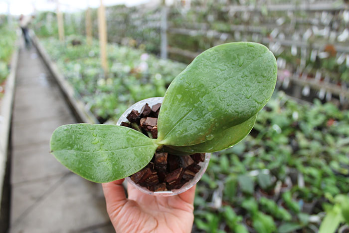 Phalaenopsis bellina 'Red Apple' x bellina.jpg