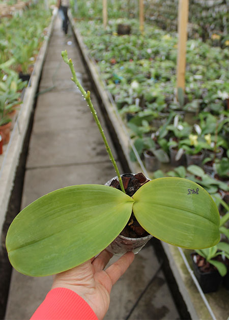 Phalaenopsis gigantea x Mituo Sun.jpg