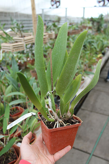 Cattleya labiata coerulescens 'Da Norma Dreher' x self.jpg