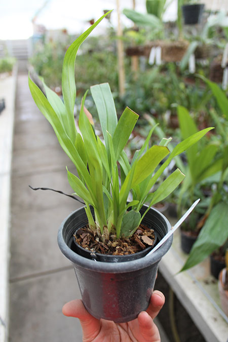 Oncidium Twinkle 'Red Fantasy'.jpg