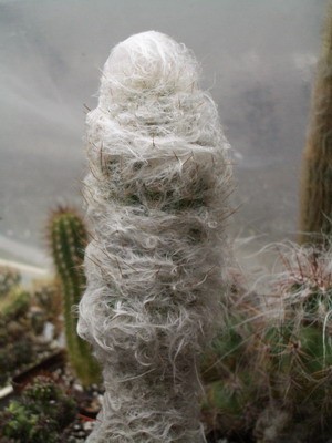 Oreocereus trollii - один из самых опушенных в роду, просто укутан<br />шерстью. Это потому, что все ореоцереусы растут в горах, а там и от<br />солнечного излучения в разреженном воздухе, и от ночных и зимних<br />холодов надо хорошо одеваться.