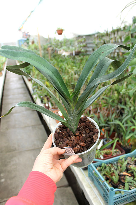 Angraecum sesquipedale.jpg