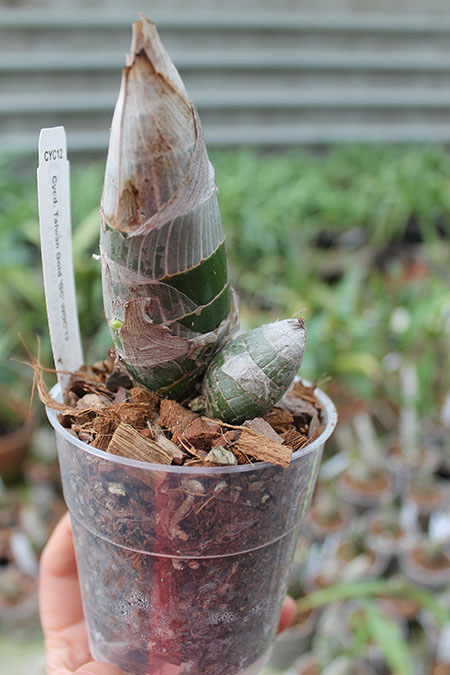 Cycnodes Taiwan Gold 'GC'.jpg