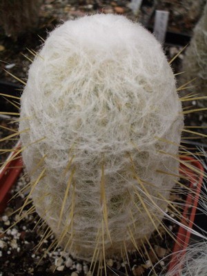 Эспостоа - тоже высокогорные кактусы, отсюда и наряд<br />соответствующий.