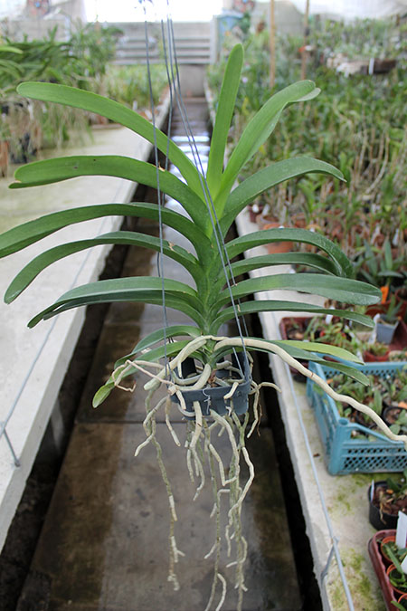 Vanda Tharab Blue.jpg