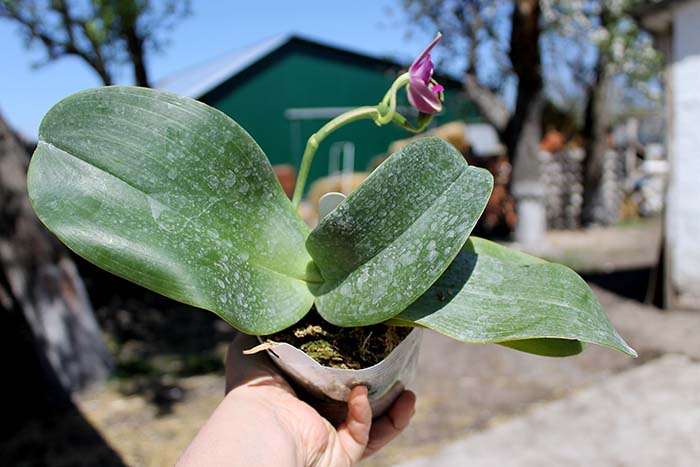 Phalaenopsis Mok Choi Yew Indigo.jpg