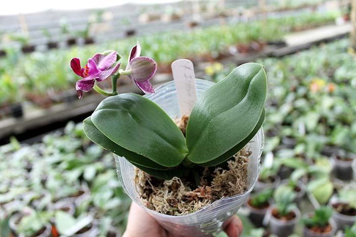 Phalaenopsis I-Hsin 'Spot Eagle'.jpg