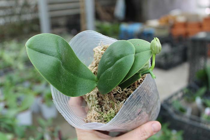 Phalaenopsis I-Hsin 'Spot Eagle.jpg